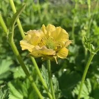 Geum  'Banana Daiquiri'